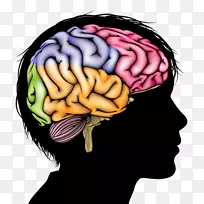 人脑解剖人体智人-脑