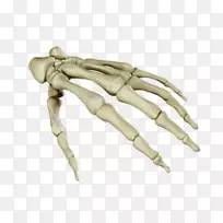 人体骨骼解剖腕骨人体手