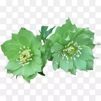 黑线莲(Helleborus helleborus argutifolius helleborus viridis花)月季花