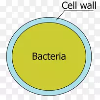 细胞壁细菌细胞结构鞭毛