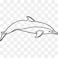 彩色书海豚绘图夹艺术-海豚