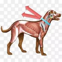 狗解剖肌肉系统-狗