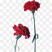 康乃馨切花红花瓣