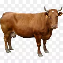 荷斯坦、弗里西亚牛、格恩西岛牛、乳牛