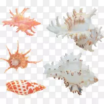 海螺夹艺术.海贝壳