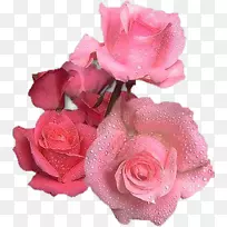 花园玫瑰粉红色花生日