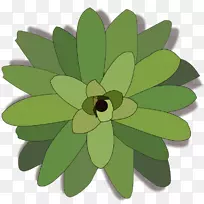 Bromelia电脑图标剪贴画植物