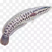 蛇头海鲜鱼肉鱼