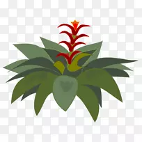 Bromelia剪贴画