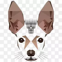 墨西哥无毛犬秘鲁印加兰花吉娃娃犬