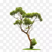 树木建筑渲染石松树