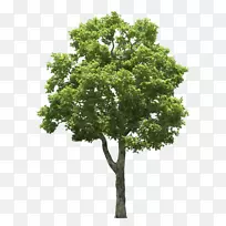 原木摄影树-免费植物-树