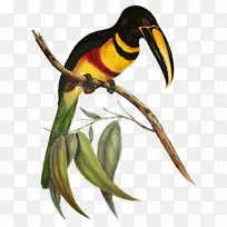 一本长毛象科或热带鸟类科的专著-尖嘴鸟-阿拉卡里鸟