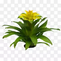 开花植物