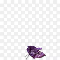 花瓣切花紫罗兰