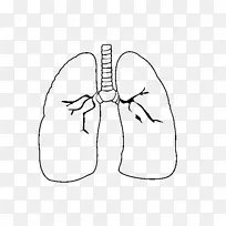 肺牵张心脏人体心脏