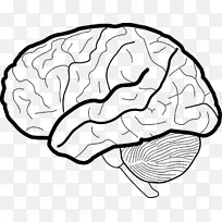 人脑白质工作记忆剪辑艺术脑