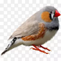 欧洲知更鸟斑纹雀夹艺术-鸟
