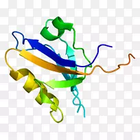 PICK 1蛋白激酶PDZ结构域PKCα