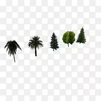 亚洲棕榈松常绿低聚角束