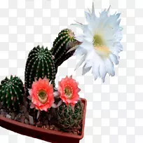 花卉花园，室内植物，花盆-花卉