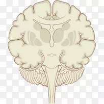 冠状面人脑丘脑下核-脑