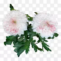 菊花女人爱切花快乐-菊花