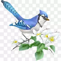 画蓝色杰伊插画