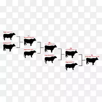 安格斯牛，婆罗门牛，牛犊，赫里福德牛，牛-肉