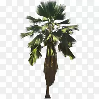亚洲棕榈，特产，太平洋Pritchardia Pacifica Arecaceae pritchardia thurstonii