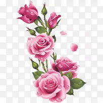 花园玫瑰，花卉设计，粉红蜈蚣，玫瑰，花-花