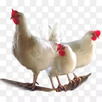 肉鸡、禽类养殖-鸡