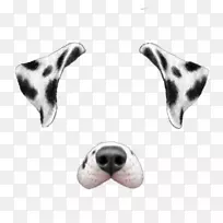 达尔马提亚犬Snapchat-Snapchat