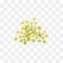 牛欧芹茴香砧木摄影-花