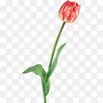 郁金香花夹艺术-郁金香