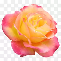 花园玫瑰花数码影像剪贴画-花