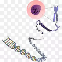 rna染色体遗传学dna