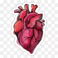 绘制心脏解剖画-心脏