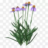 切花摄影-花朵