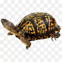 东盒龟海龟