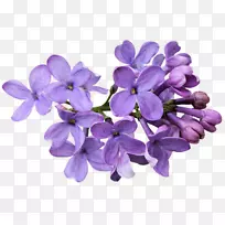 切花薰衣草桌面壁纸紫色花