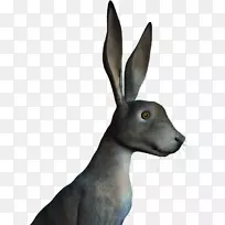 野兔鼻子野生动物