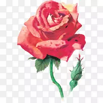 玫瑰水彩画桌面壁纸-玫瑰