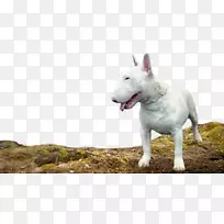 公牛猎犬(微型)旧英国猎犬伯杰白雪公主白色牧羊犬