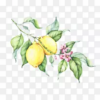 柠檬滴画-柠檬