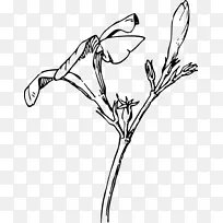 夹竹桃自然绘图和设计.花蕾花