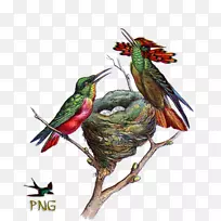 红喉蜂鸟鸟巢夹艺术