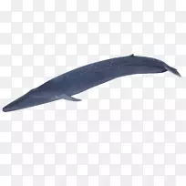 图库溪常见宽吻海豚鱼-海豚