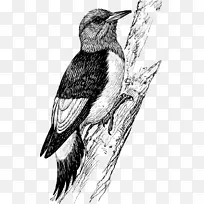 毛茸茸的啄木鸟企鹅夹艺术