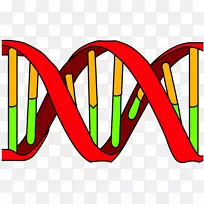 DNA复制dna聚合酶核酸双螺旋